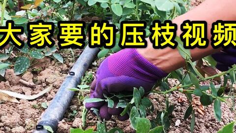 2a54906cdfd1be5f64907a6e0cf9808e33e5f6d5.jpg@480w_270h_1c