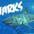 【美国儿童启蒙教育】【美音】关于鲨鱼的一切-All About Sharks
