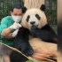 大熊猫福宝 真的完全独立啦 221106