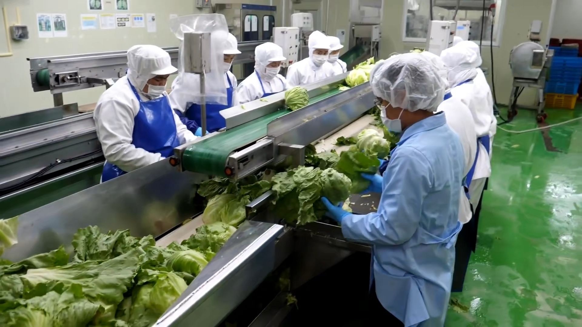 这样的蔬菜加工线，能赚到钱吗？