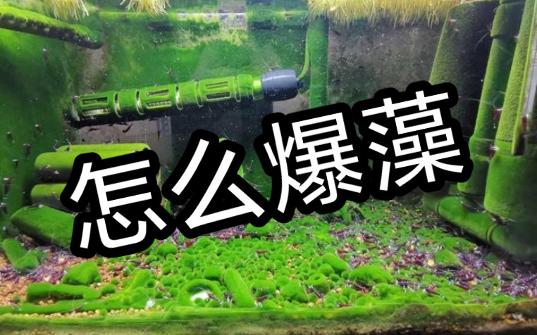 爆藻教程（新手入坑）