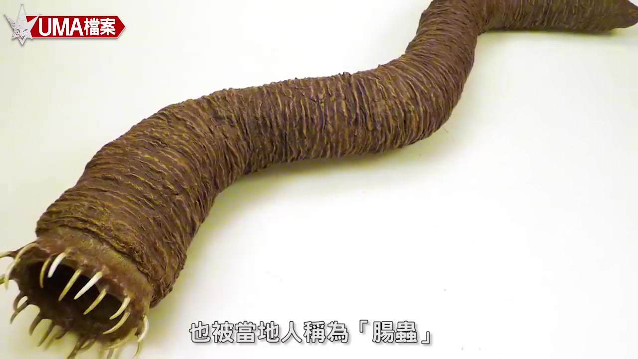 【UMA檔案】蒙古死亡蠕蟲-來自地底的怪物 _Mongolian Death Worm_未確認生物_超自然_古文明