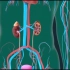 泌尿系统3d动画：肾脏的解剖与功能