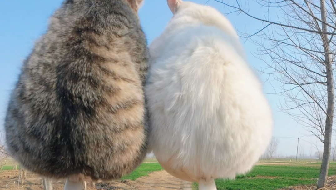 见过这样遛猫的么