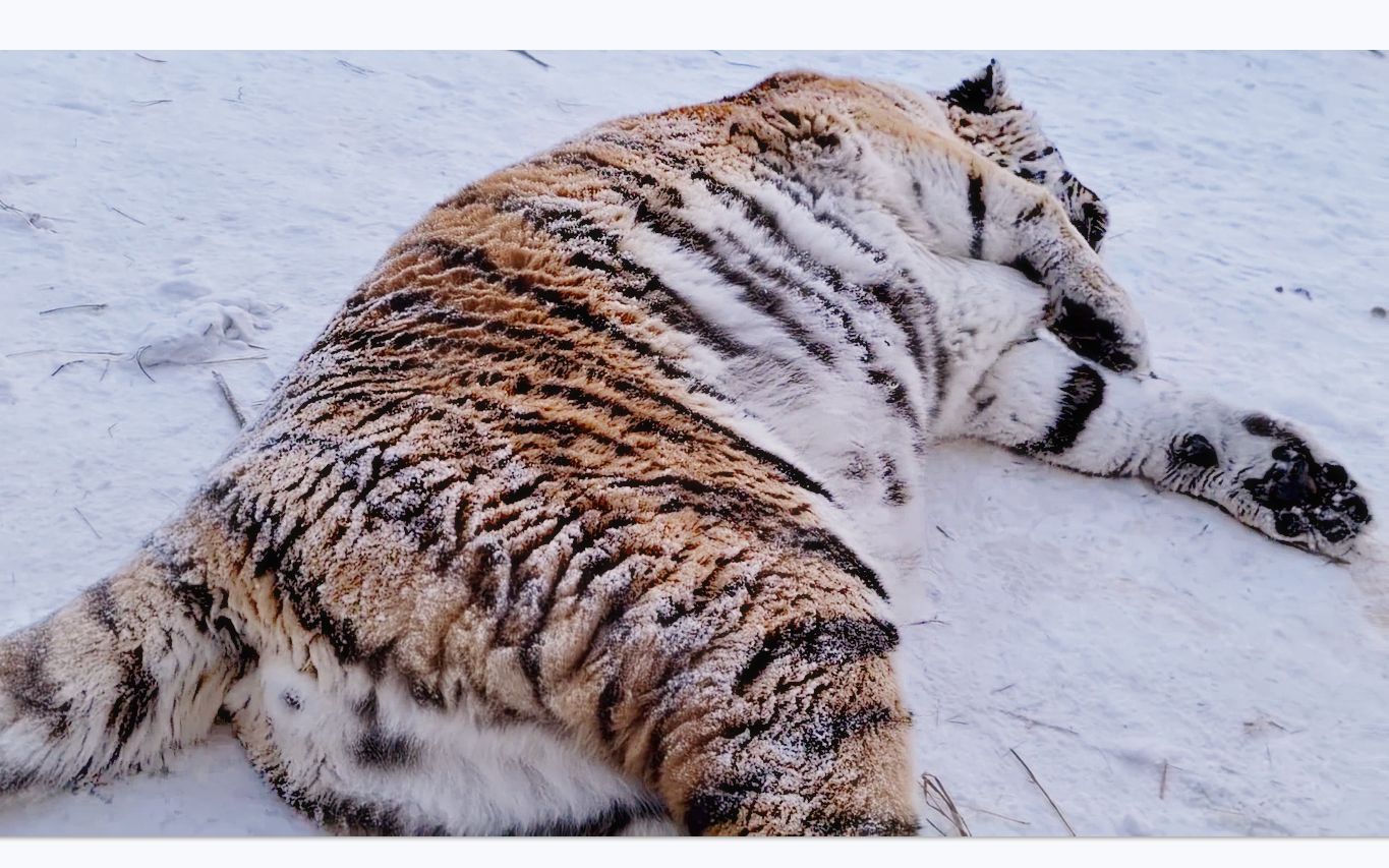这里躺着的真是一只老虎吗？