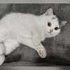 可爱小猫