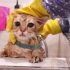 胆小猫咪第一次洗澡，把洗浴用品全打翻了，场面十分混乱！