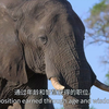 中英文字幕《大象 Elephant