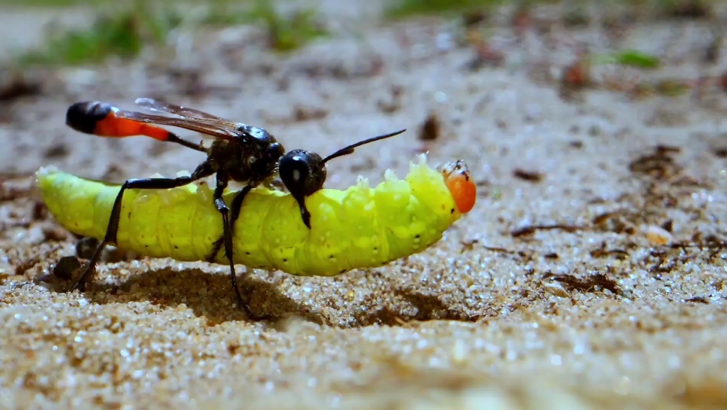 昆虫界的好家长：掘土蜂建房又储粮，只为后代
