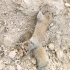 救助一只被捕兽夹夹住的黄山松鼠，腿受伤了爬树还这么溜！