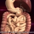 医维度3D人体解剖九大系统之消化系统
