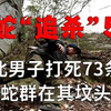 男子打死73条蛇，被蛇“追杀”至死，死后蛇群依旧聚集坟头