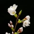 8K 生命的绽放-樱花开花延时摄影记录