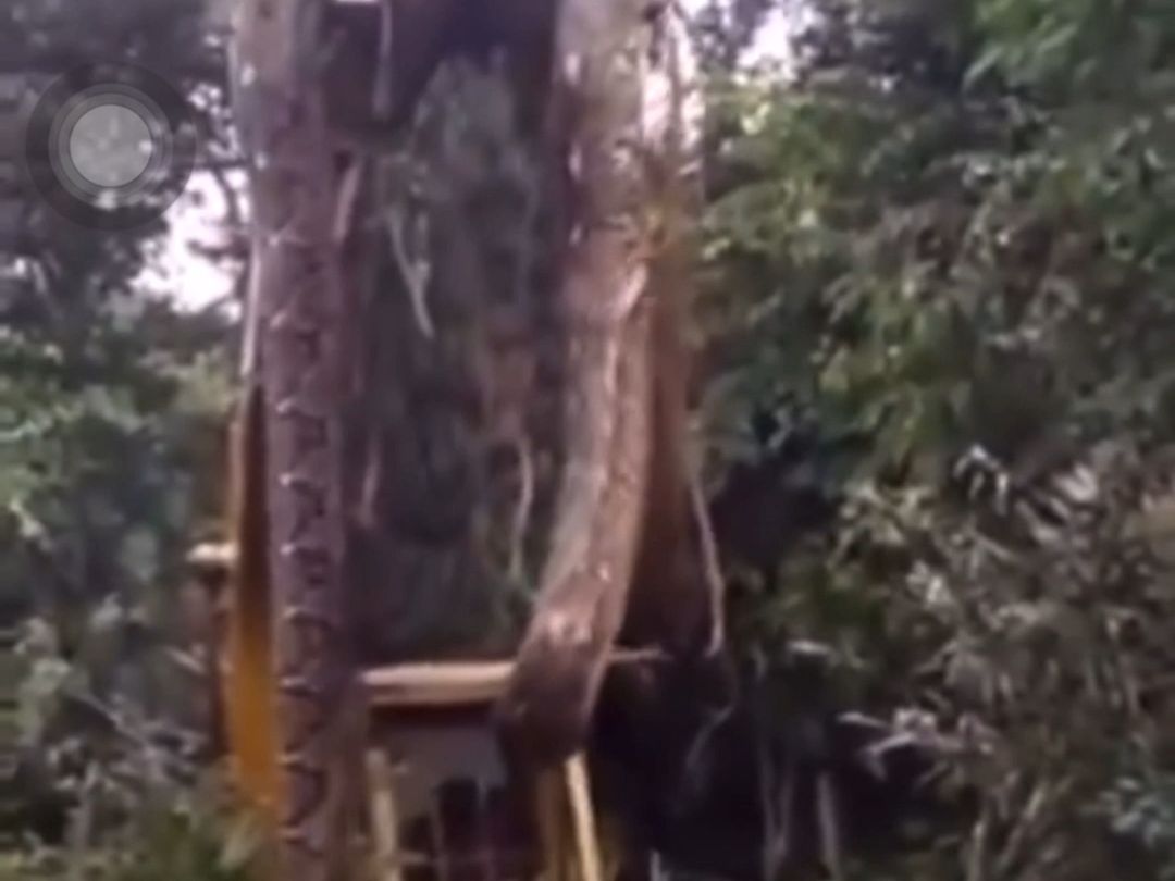 This boa constrictor has broken the crane.