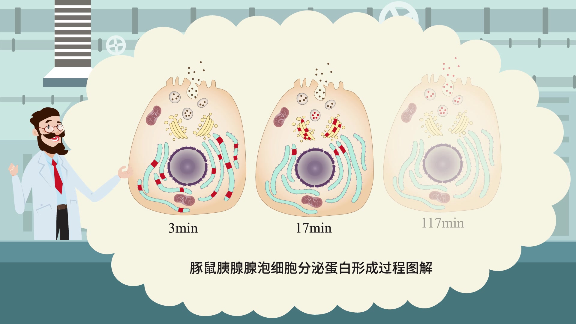 【生物大师 高中】细胞器之间的协调配合——超级工厂【大师一百】APP 解锁