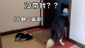 兔子怎么洗澡 最简单的方法 2b2ef49696d4a4d3c70be83ed2b5385dffb7baf1.jpg@280w_158h_1c_100q.jpg