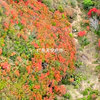 高州大西坳漫山遍野杜鹃花！#满山遍野映山红 #乡村旅游景点 #dou出你的私藏景点