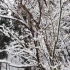 雪落在松树枝上视频特效