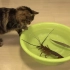 猫猫vs虾 结果。。