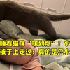 宝宝睡着猫咪“暖到爆”！小心翼翼从被子上走过：真的是只小天使