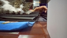人和猫对打 2bbde06e95a0d8cb9fc91fac4f35bef12143a9ae.jpg@280w_158h_1c_100q.jpg