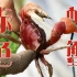 【野采】目标中国红螃蟹