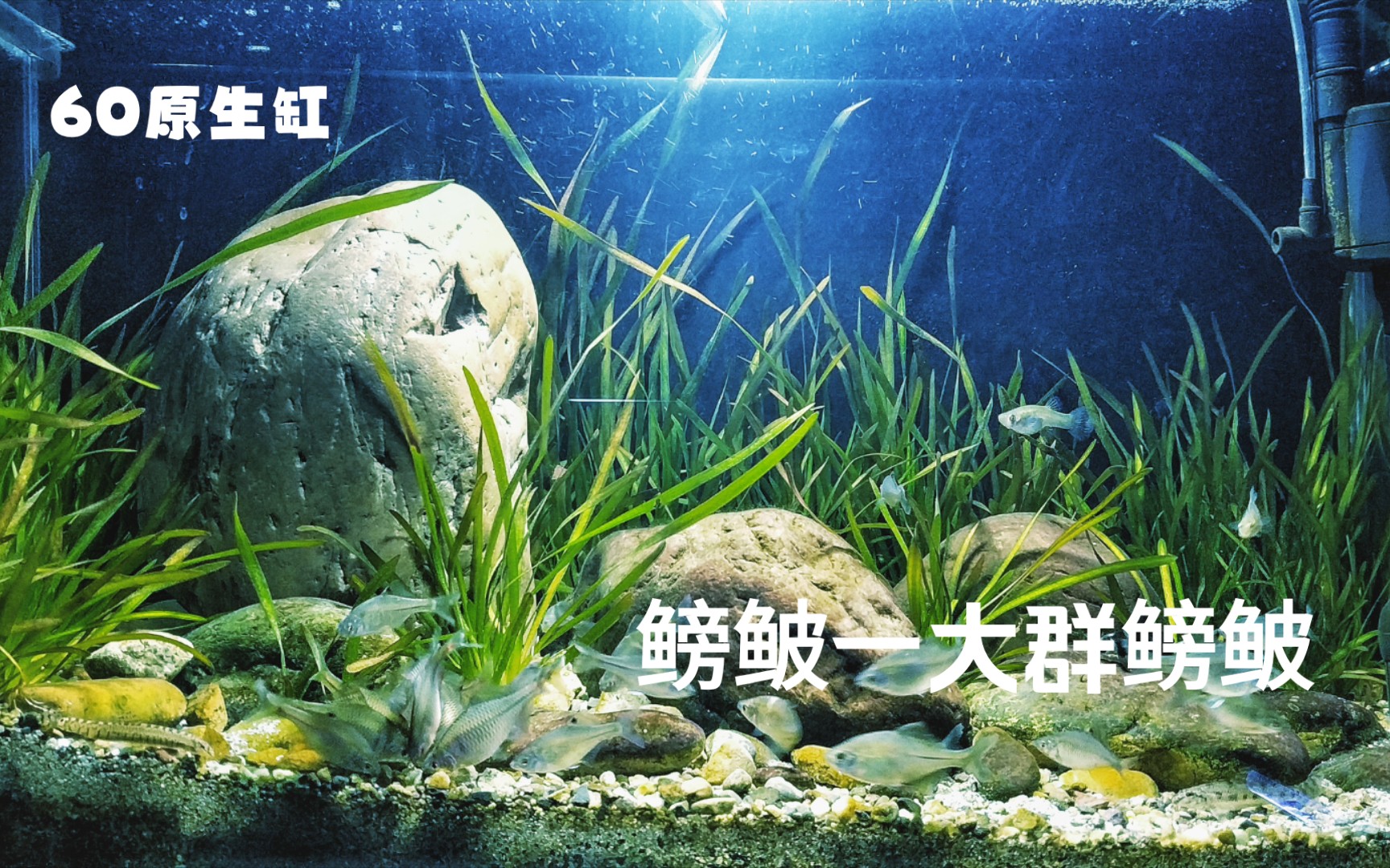 60原生缸养了一群鳑鲏已经没那么怕人了