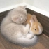 小奶猫非常喜欢这只小兔子，紧紧地抱着它，不肯让它离开自己的手