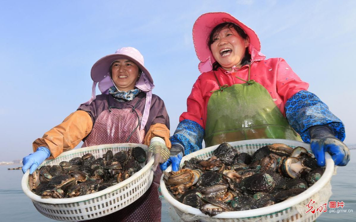 海水温度：鲍鱼为何要“北上避暑 南下越冬”