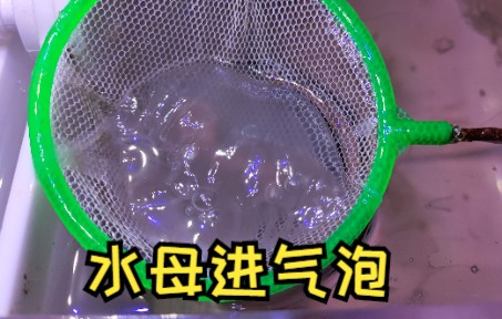 水母进气泡了怎么办?哔哩哔哩bilibili