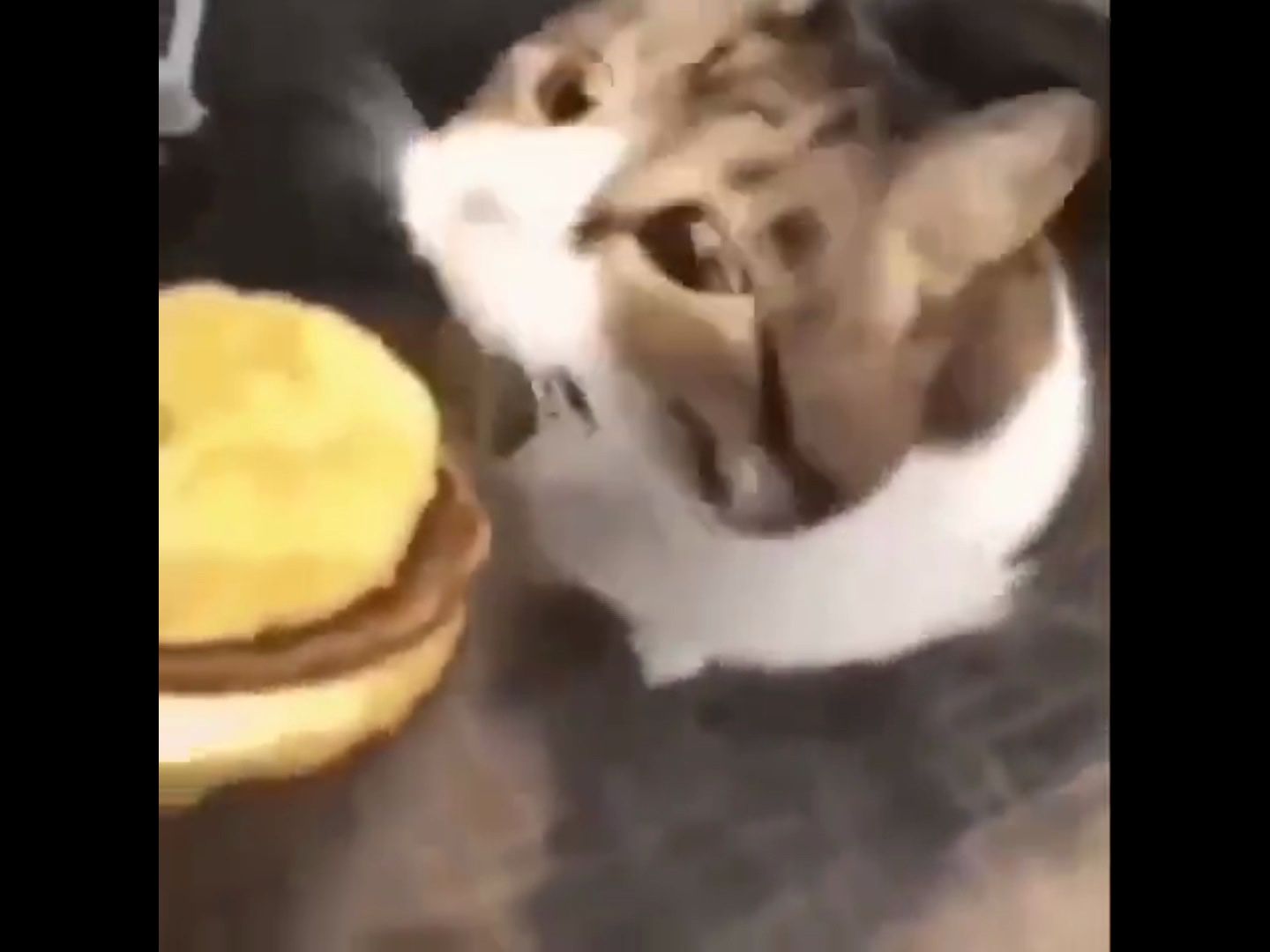 👱‍♂️🍔：kitty，you can have cheese burger 😺:uwaaa