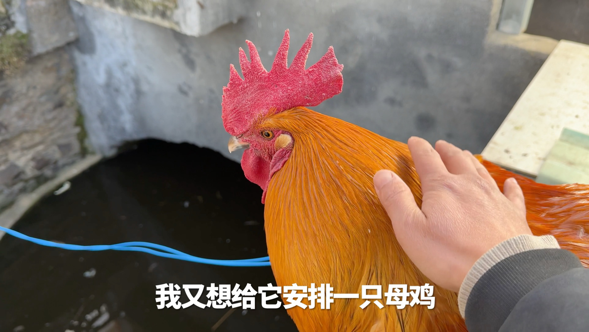 过年可能很忙，提前给大家看一圈小家伙