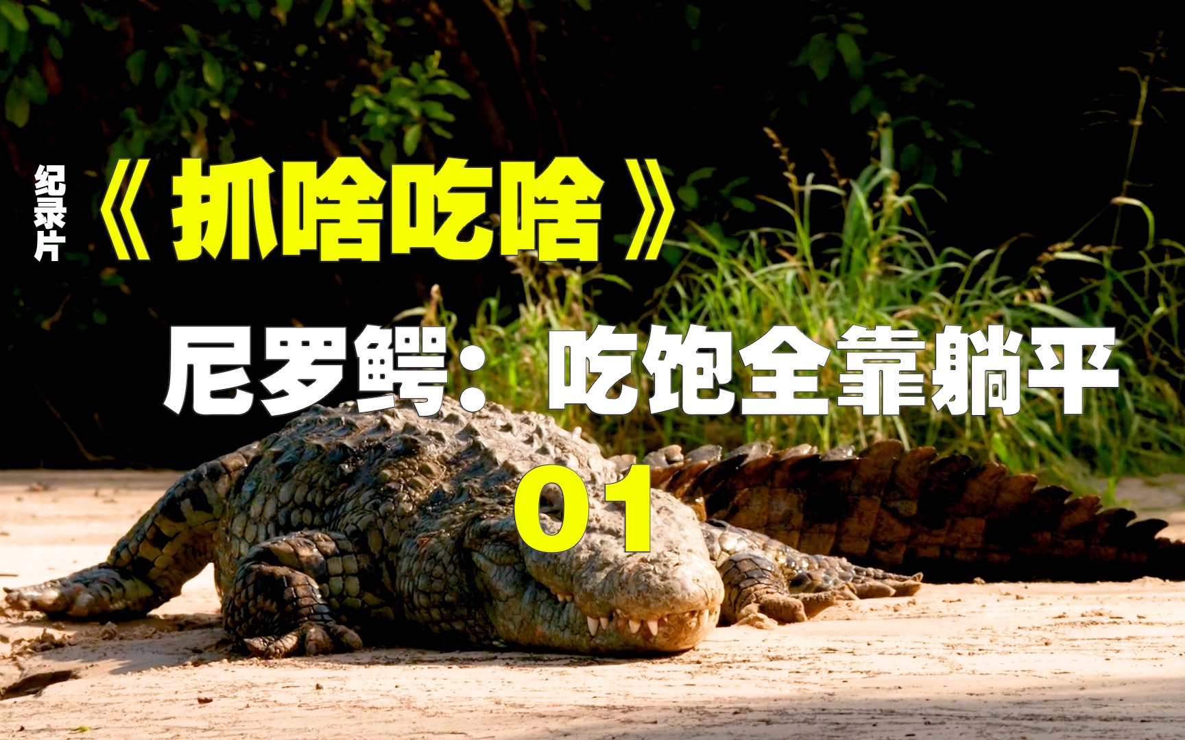 大型翻车纪录片《抓啥吃啥》尼罗鳄:吃饱全靠躺平