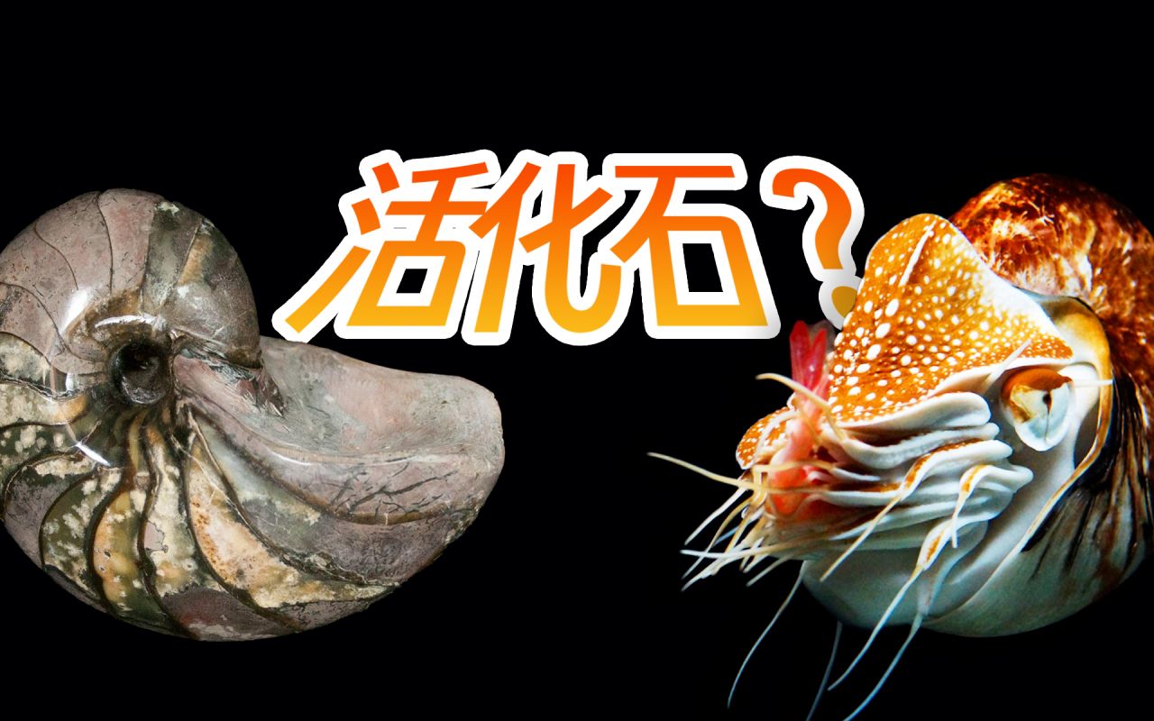 【鬼谷说】鹦鹉螺：我不是活化石