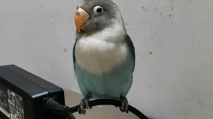 2c2c2d3362632af8c1bd231349ddb43568030a09.jpg@310w_174h_1c_100q.jpg