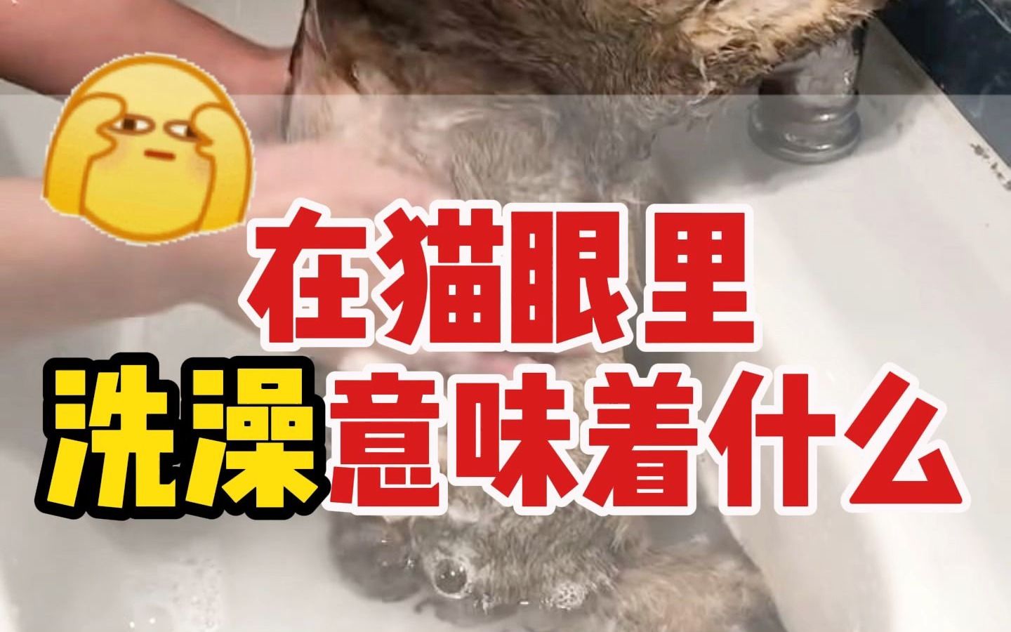 在猫眼里，洗澡意味着什么？