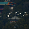 2025年3月7日上午11:10分，北迁的13只大天鹅翩然而至，降落在颐和园的昆明湖！让皇家园林显得更加仙气飘飘
