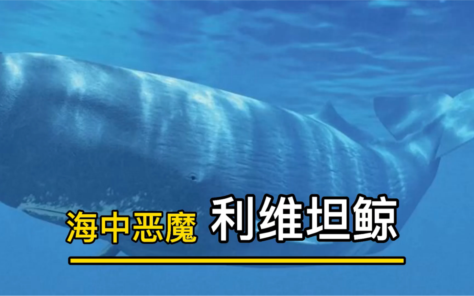 巨齿鲨的一生之敌！史前巨兽梅氏利维坦鲸。