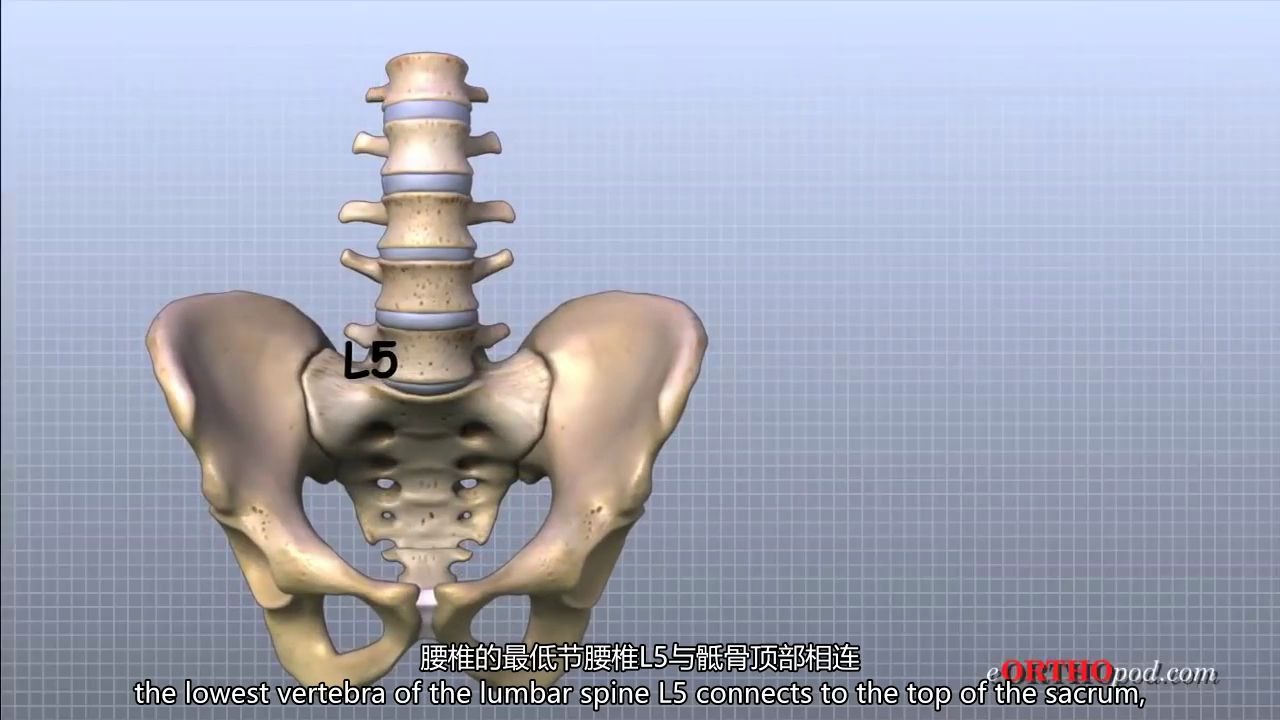 【搬运】腰椎解剖【双语字幕】