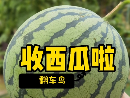 圆溜溜的漂亮的2k小西瓜收获了。今天开瓜了。马卡龙西瓜很翻车喔。真想掐死他。