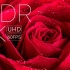 鲜花绽放4K HDR画质测试 测试屏幕 4KHDR色彩 极致HDR色彩体验 视觉体验 测试Oled miniled屏幕 