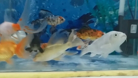 2ca3d9a12ae5d17c5d25b52ce35c2141e2405cc7.jpg@280w_158h_1c_100q.jpg