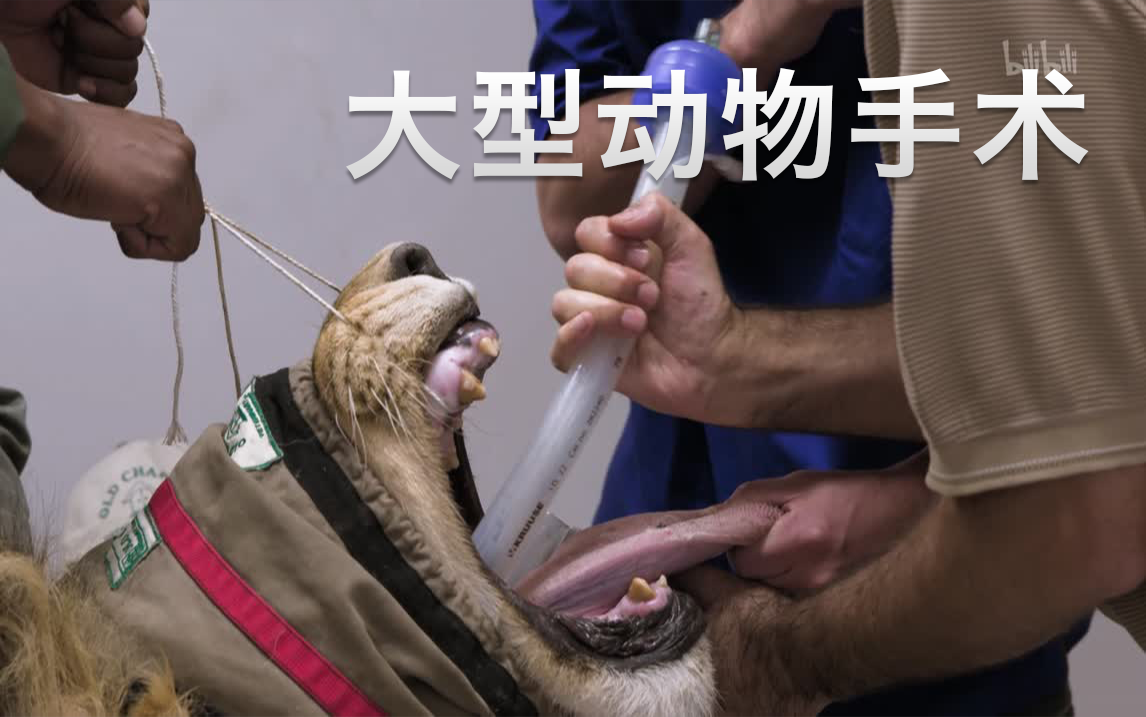 【纪录片】大型动物手术 01 狮子