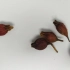中药栀子的鉴定特点，茜草科植物栀子的果实，6条翅状纵棱
