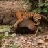 老虎罕见捕猎镜头，比大片还震撼！