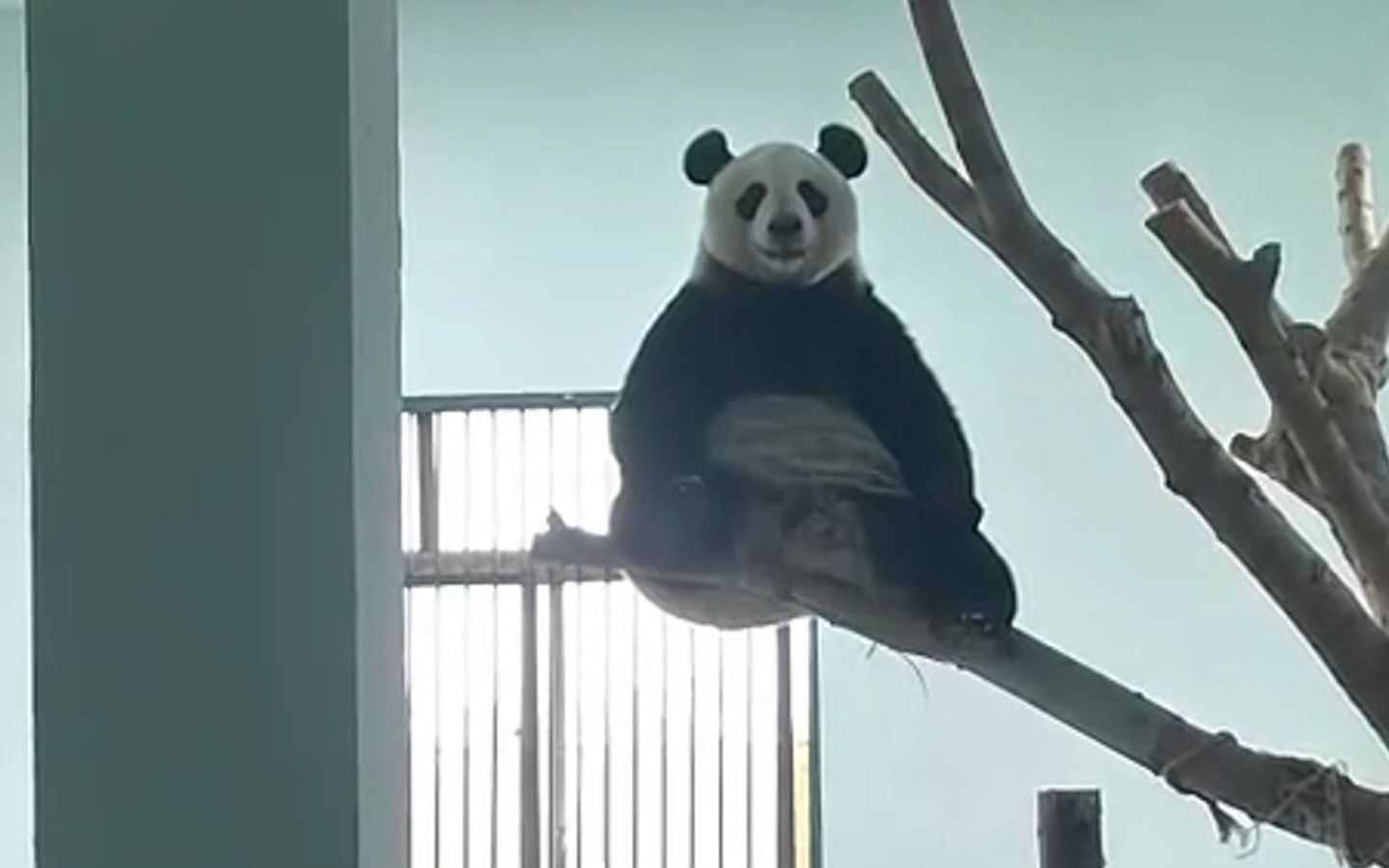 功夫熊猫真的存在！