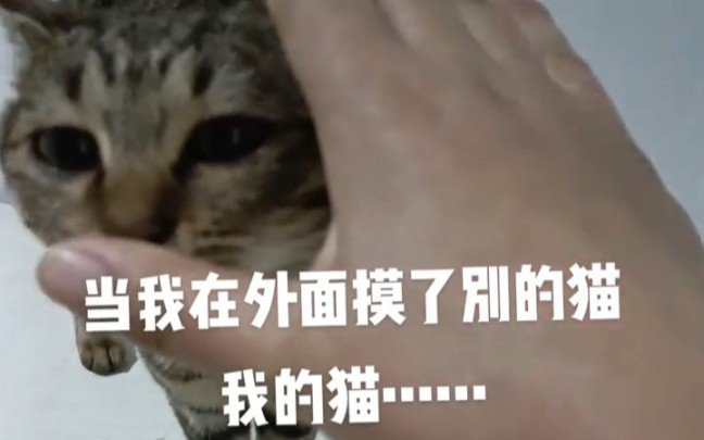 当我在外面摸了别的猫，我的猫……