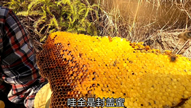 2cd07ac4207cdf85006d6e8dbef8ca450807e9a0.png@280w_158h_1c_100q.jpg