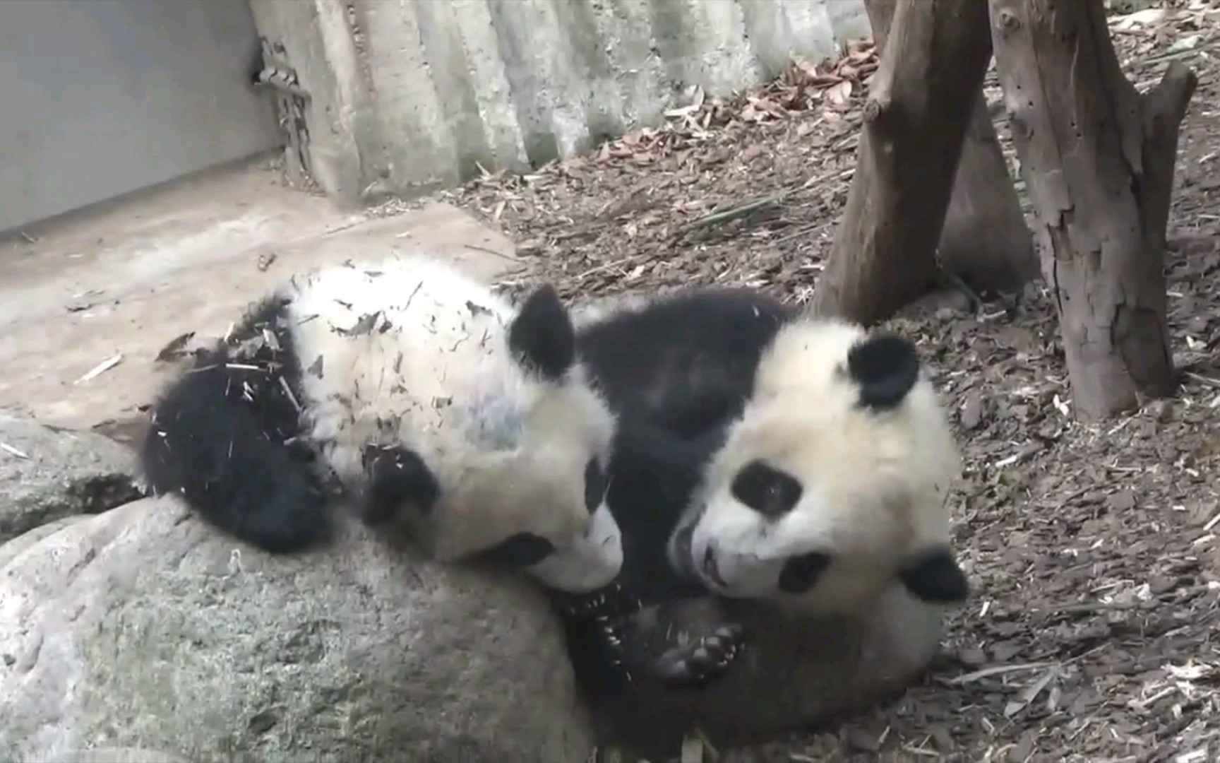 大熊猫福多多大熊猫雅颂别偷懒好好练隔壁宝新都上了一对一加强班了