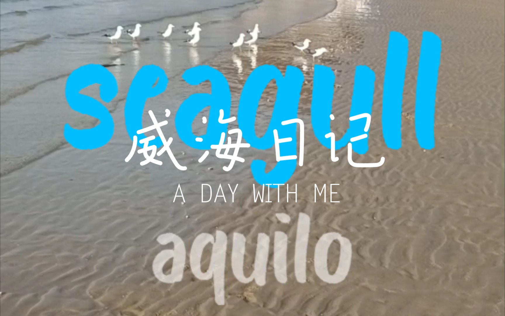 海鸥 seagull 哈工大威海哔哩哔哩bilibili